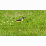 20210726 Gebirgsstelze  DSC03555 (1).jpg